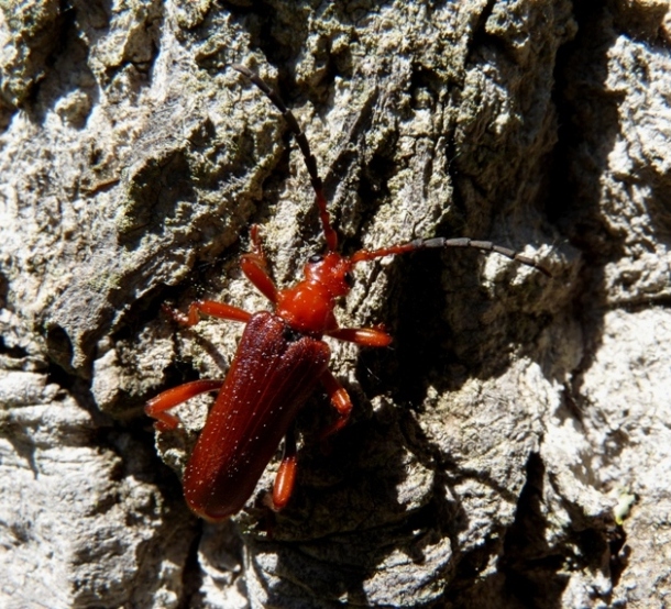 Cerambycidae su pioppo: Rhamnusium bicolor demaggii (RM)